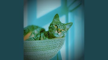 Stellar Moods for Lazy Cat Days