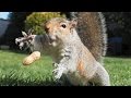 The most ridiculous  funniest animals 3  funny animal compilation  watch  laugh