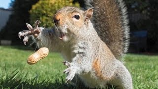 The Most Ridiculous Funniest Animal Videos - Funny Animal Compilation - Watch Laugh