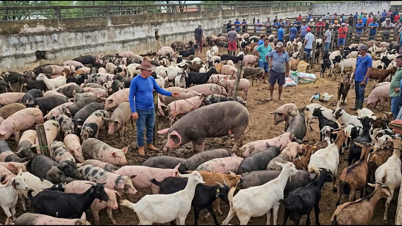 FEIRA DE CARNEIROS, OVINOS E SUÍNOS DE CARUARU PE, TERÇA FEIRA, (03/03/26) #nordeste