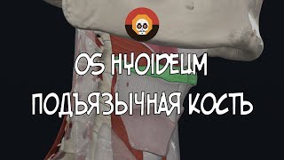 Подъязычная кость (os hyoideum) 3D Анатомия