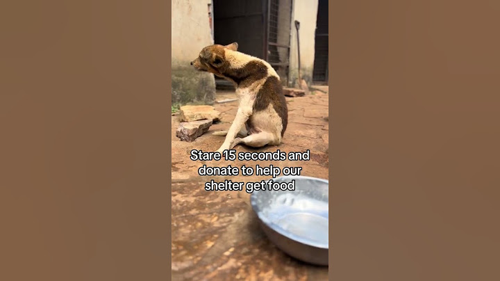 With every small donation, you can help us give them hope, care and achance at life#help #stray #pup