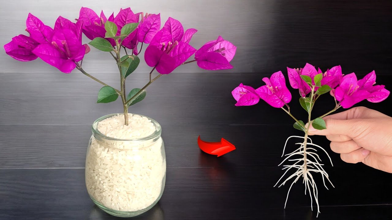 Just 1 cup! The bougainvillea branch suddenly took root like crazy and bloomed forever