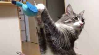 インコを狙う猫 ノルウェージャンフォレストキャットcat aiming for a parakeet.Norwegian Forest Cat.