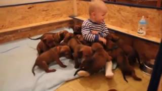 Vicious Puppies Attacks Human - Cute Video Compilation by The Burgs 3,425 views 7 years ago 1 minute, 47 seconds