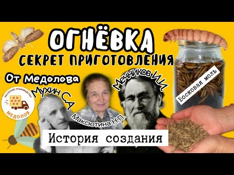 Готовим экстракт ОГНЕВКИ (восковой моли) личинки, ПЖВМ. История, пропорции, концентрация, рецепт