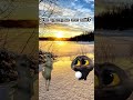 Я теперь хочу зиму❄️ #shortsyoutube #cat #видосыоткота #кот #прикольныекоты #funny