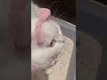 she meows in pink 💅🐾 #cutecat #cat #catvideos