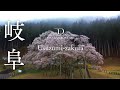 [桜ドローン撮影4K] 日本三大桜 淡墨桜（うすずみざくら）岐阜県本巣市｜桜ドローンプロジェクト