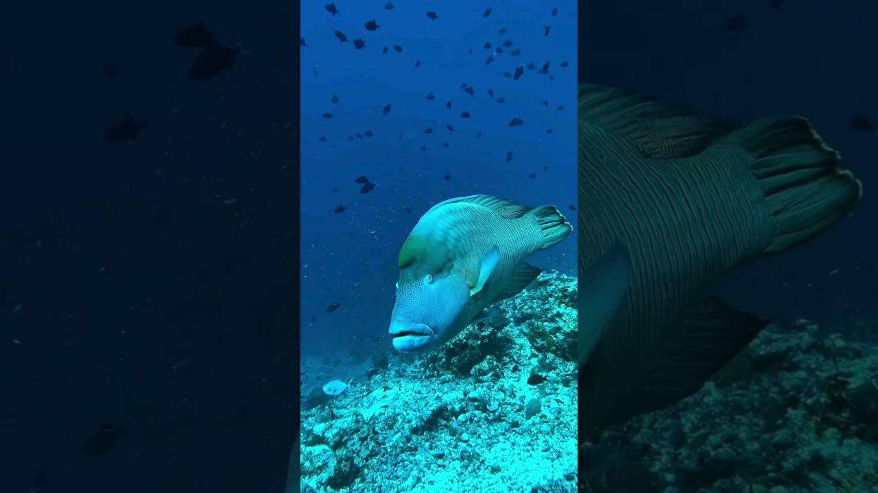 Napoleon Fish: The Blue-Blooded Delicacy! 