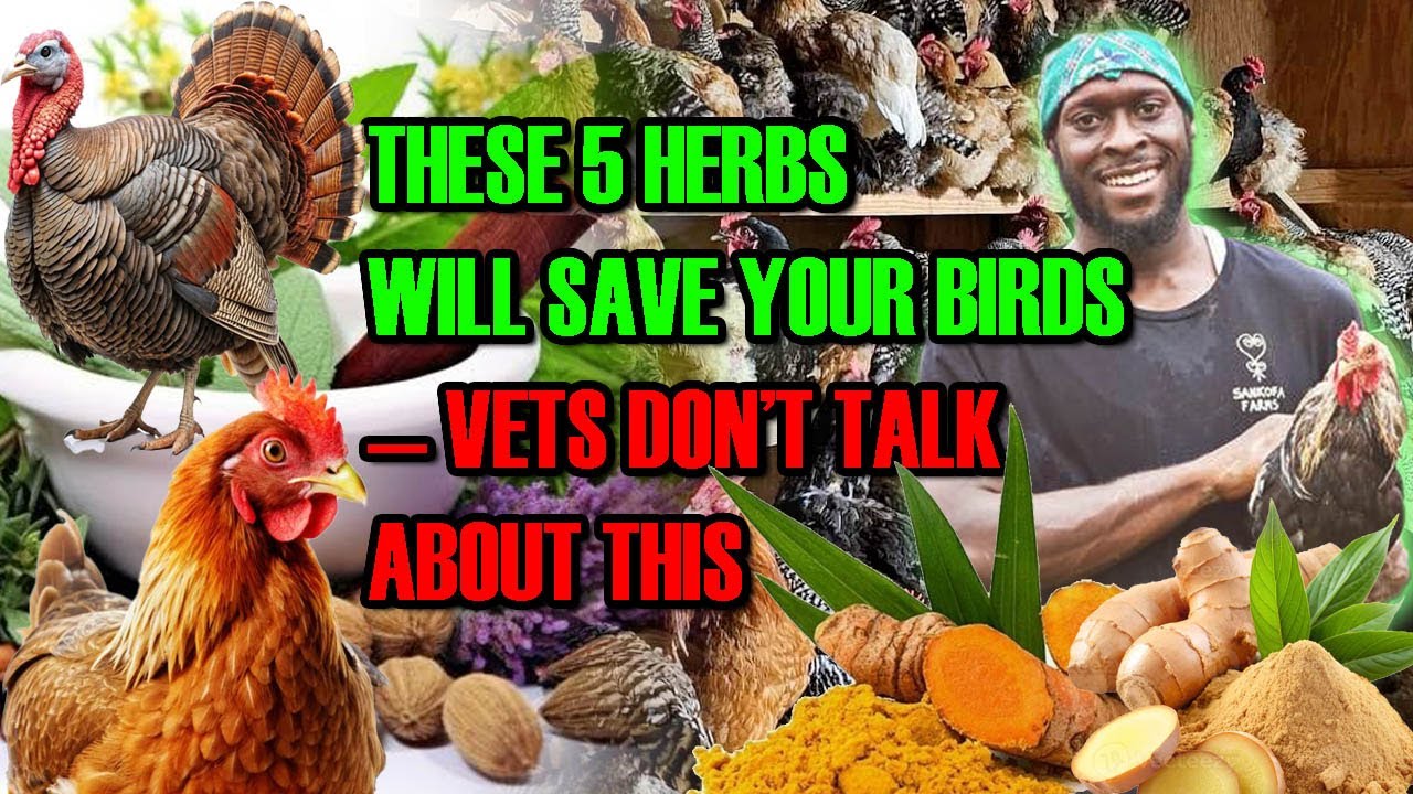 These 5 Herbs Will Save Your Birds — Vets Don’t Talk About This
