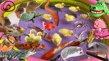 Đàn Vịt Con Vui Vẻ Bắt Cá Dưới Ao, Bắt Được Cả Cá Sấu, Cá Koi, Tìm Thấy Chuột Và Nhím Đang Trốn