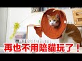 【好味小姐】再也不用陪貓玩了！發明逗貓永動機！｜Feat.非喵布可｜好味貓日常EP75