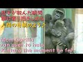 ゲンキ、キンタロウが転倒した瞬間に駆け寄り抱きしめる♪その姿は、人間の母親♪【京都市動物園 2021/10/23公開】