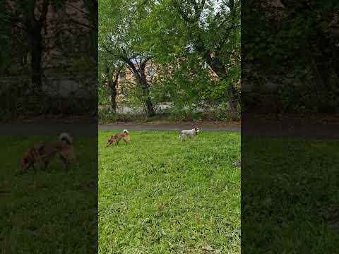 Собаки автосервиса #automobile #авто #сто #dog