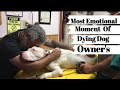 Emotional Moments Owners Say Goodbye To Their Dying Dog | COMPILATION 😭 Try Not To Cry