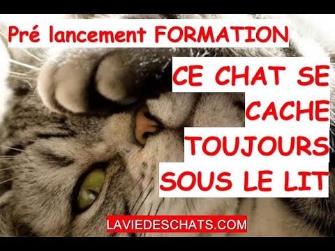 Vidéo: Pourquoi mon chat urine-t-il beaucoup?