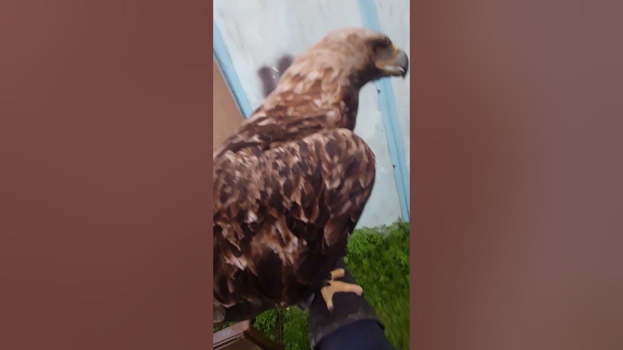 текст песни взвейтесь соколы. взвейтесь соколы орлами слова. сокол орлов орел соколов. железнодорожное войско война русско японская. "взвейтесь, соколы, ворами!".