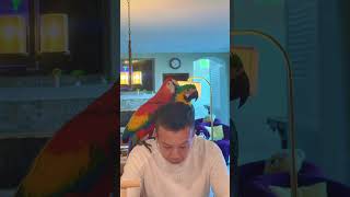 #parrot #birds #lifeisbutadream #macaw