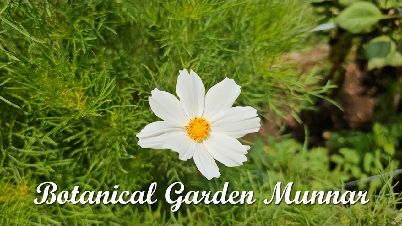 Exploring Botanical Garden Munnar | Nature Walk, Plants and Scenic ...