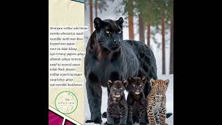 Download Lagu MACAM KUMBANG ATAU BLACK PANTHER  MP3