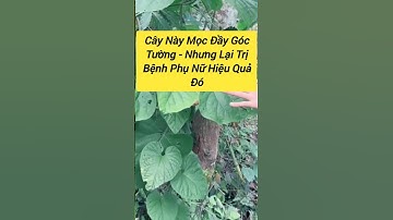 Cây Mọc Ẩm Nhưng Trị Cả Mụn Nhọt Lẫn Bệnh Phụ Nữ #songkhoe #mohoatrang#tribenhbachdoi#tuthiennhien