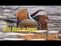 オシドリ 美しい日本の野鳥 2月