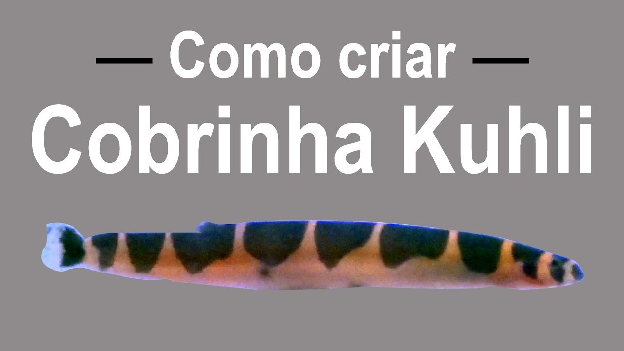 Peixe Cobrinha Kuhli Black - Aquática Peixes