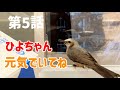 ひよちゃんの第5話 ひよちゃんのドキュメンタリー