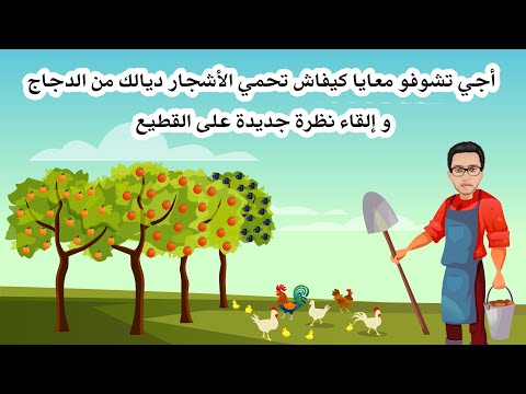 أجي تشوفو معايا كيفاش تحمي الأشجار ديالك من الدجاج و إلقاء نظرة جديدة على القطيع 