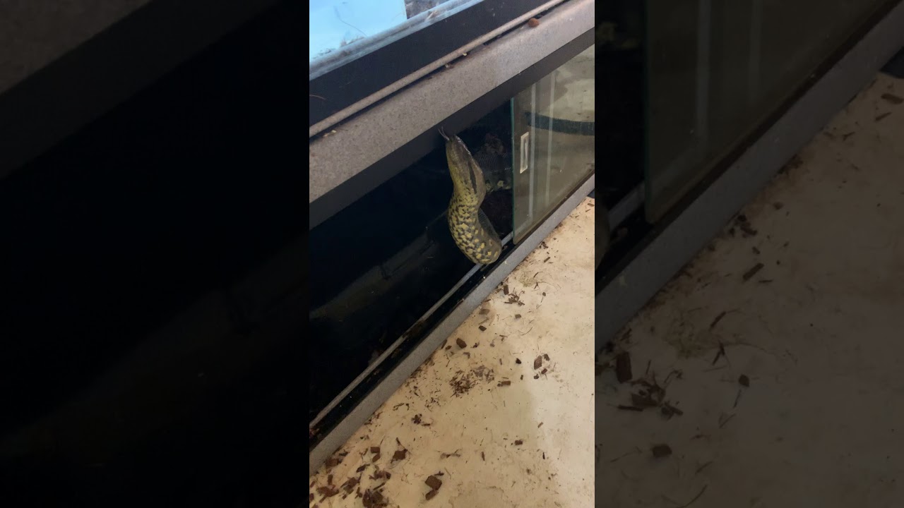 camera iphone 8 plus apk Greeny the big male anaconda