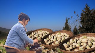 Kohlrabi harvest, pick a full basket to cooking delicious food大頭菜迎來大豐收，挑一些大的做成各種美食呀！嘻嘻丨Lizhangliu