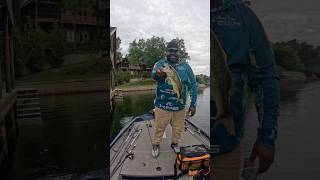 Ol Largie Off The Dock             #basslive #fishing #largemouthbass #jigfishing