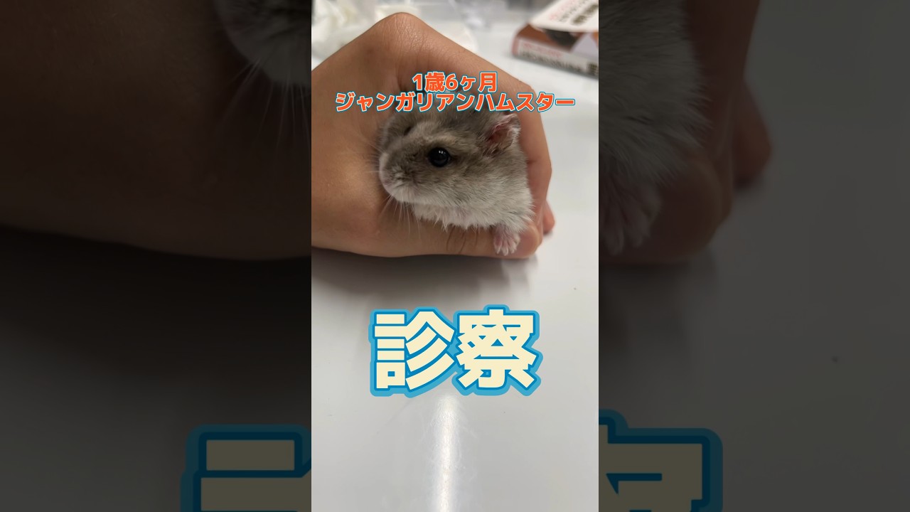 体重が急に減った1歳6ヶ月のジャンガリアンハムスターが動物病院にやってきた！#ハムスター