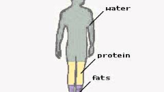 Kb If A 10 How The Body Works The Makeup Of The Body