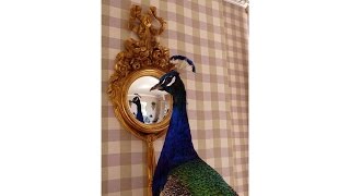 Best Peacock Colors Decor For Home Decor Ideas