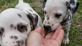 Easter litter explores the big yard 5-28-23 by sardobe 95 views 10 months ago 10 minutes, 9 seconds