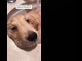 Golden retriever #goldenretriever #dog #trending #funny #subscribe #youtubeshorts #shorts #subscribe