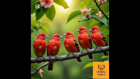 تلاوة خاشعة | ﴿ إِنَّ الْأَبْرَارَ لَفِي نَعِيمٍ ﴾ تريح القلوب وتبث الطمأنينة