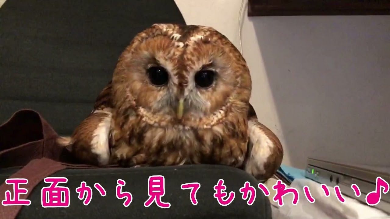 アヒル寝するモリフクロウ Tawnyowl Sleeping Like A Duck Owl アヒル寝 ふくろう Youtube