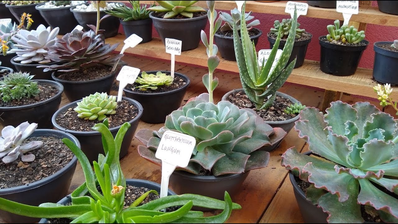 Um pouquinho das  nossas suculentas !!!