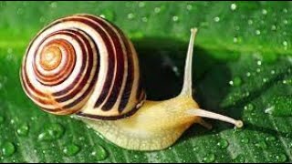 snail eats cucumber