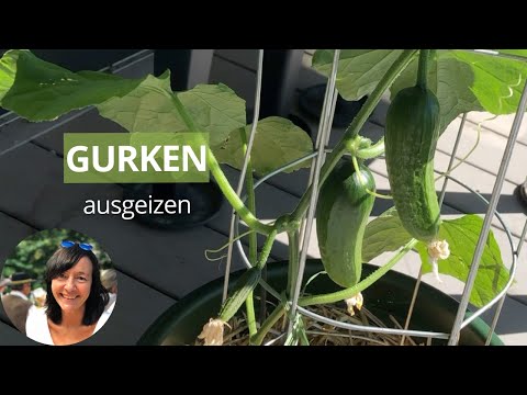 Video: Wie Wählt Man Gurken Aus?