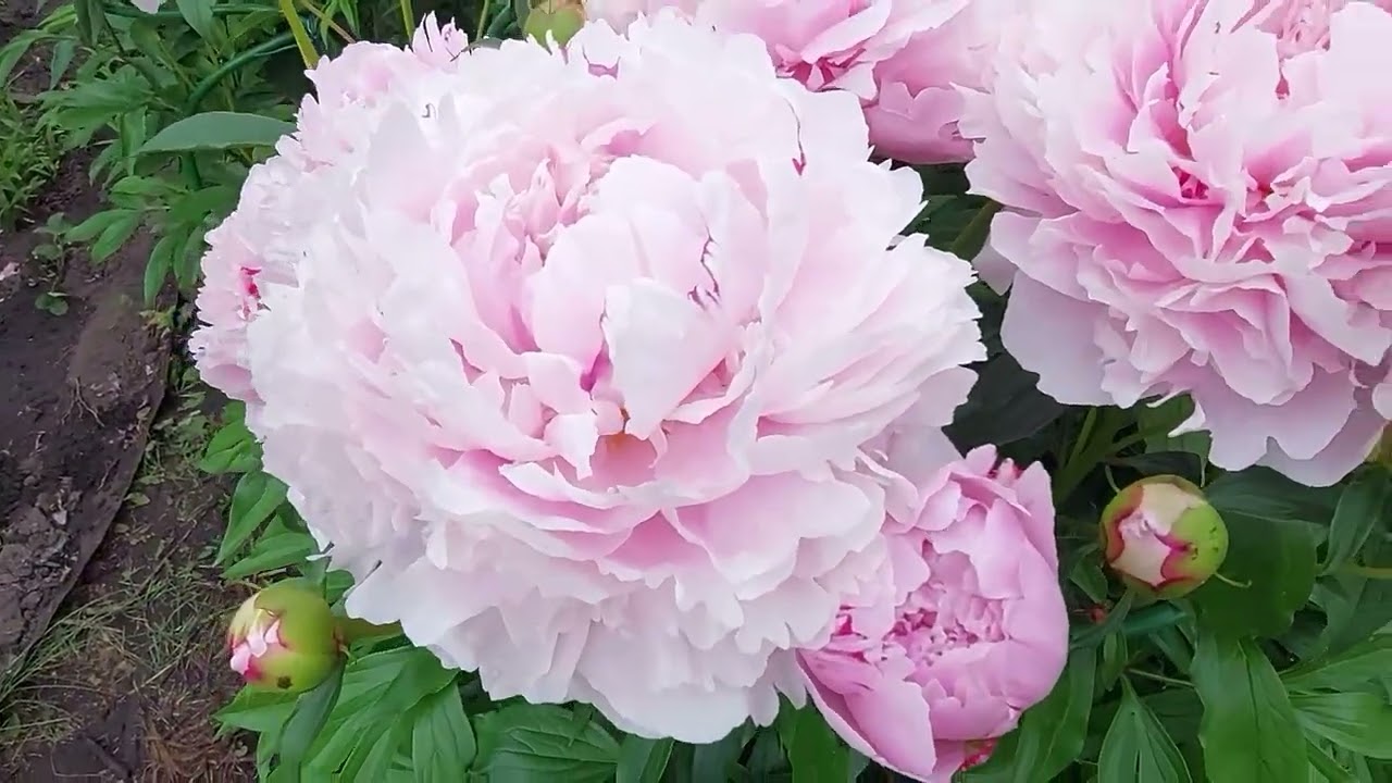 Пулков сад. Пионы Пулков сад. Пулков сад пионы видео.