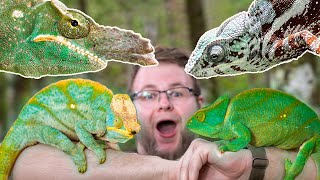 10 CHAMELEON SPECIES WE FOUND IN MADAGASCAR!!! by Mike Tytula 8,498 views 1 year ago 13 minutes, 36 seconds