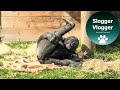 Gorilla Shufai Gets Caught In The Sack