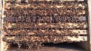 Перші роботи з бджолами: корми, втрати, слабаки