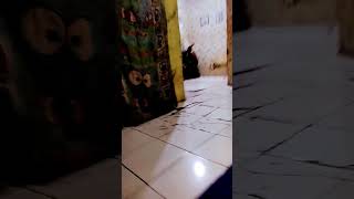 Download Lagu soundtrack tahi bangsad goblok ono lu 🫵🗿 MP3