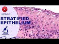 STRATIFIED EPITHELIUM | SLIDE DISCUSSIONS | HISTOLOGY