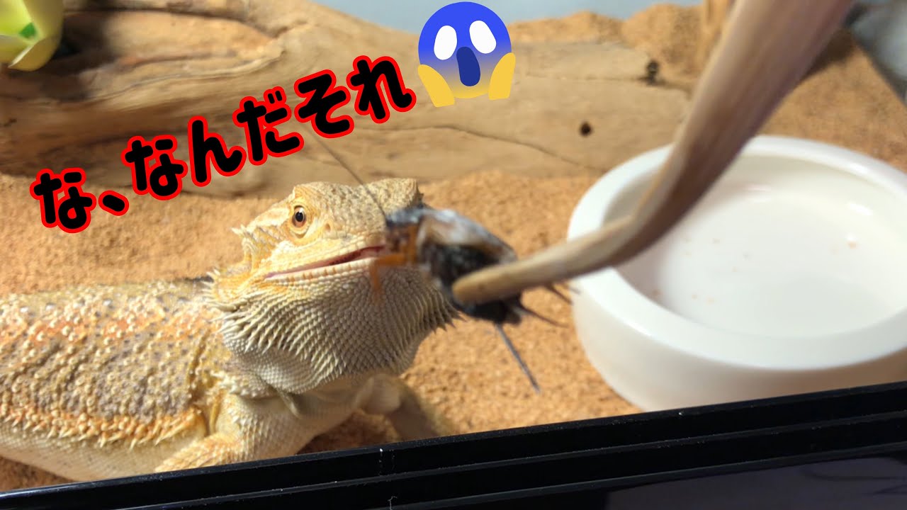ゴキブリ感溢れるコオロギをトカゲは食べるのか Youtube